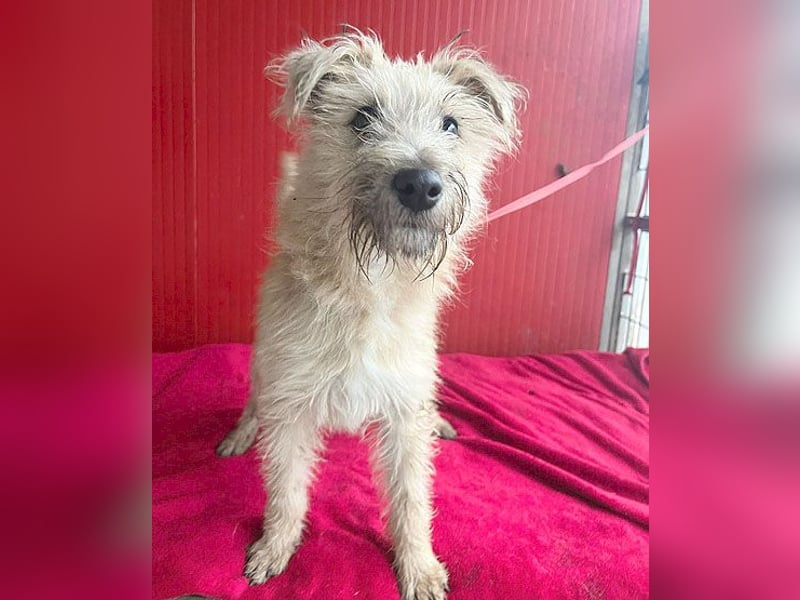 süße kleine MADDIE - 6 Monate, 35cm/6kg - Mischling