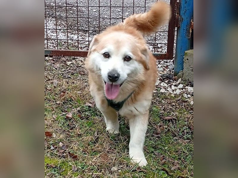 ZUCO - Engel auf 4 Pfoten - 13 Jahre, 40cm - Mischling