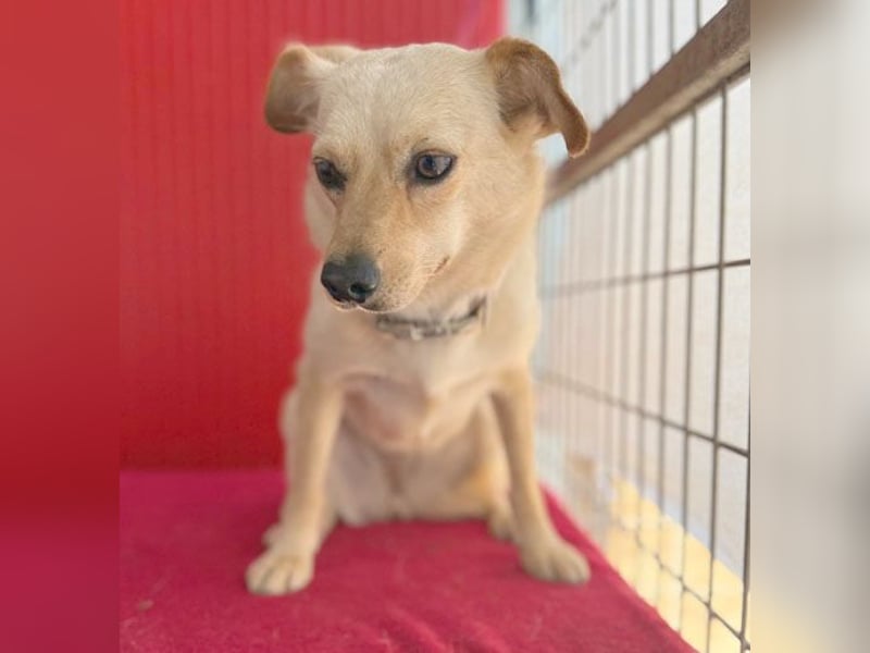 ❤️ zarte Hundeseele TILLY - 2 Jahre, 40cm/9kg - Mischling