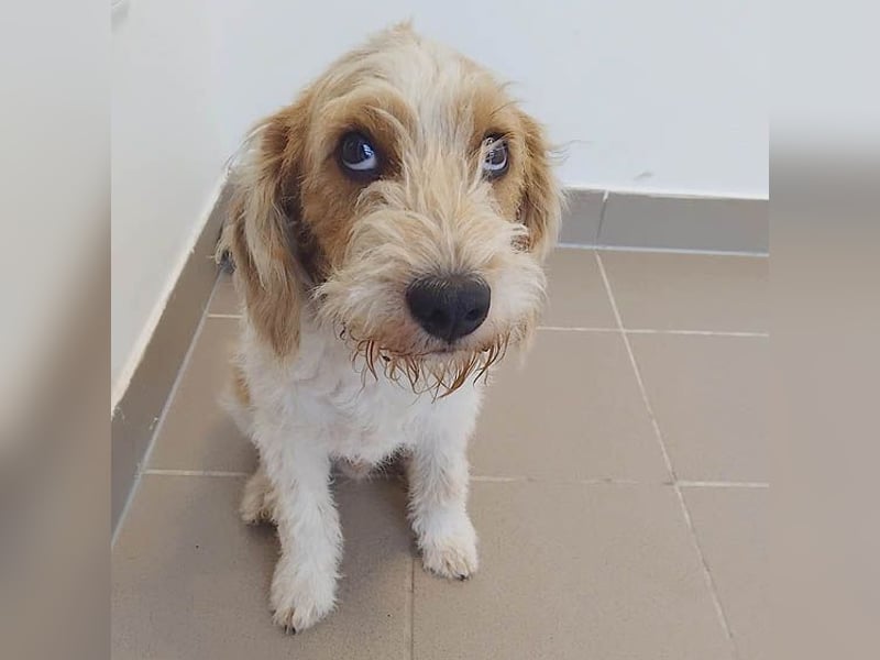 unwiderstehlicher COOPER - 7 Monate, 39cm/11kg - Spaniel/Havaneser?