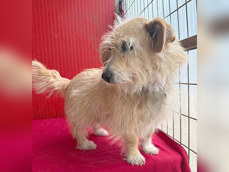 liebe kleine Struppi-Maus MOMO - 9 Jahre, 30cm/9kg