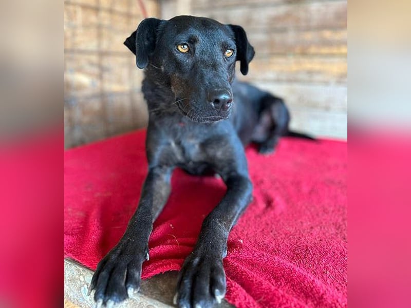 ❤️ liebenswerter LALI - 1,5 Jahre, 38/40cm-12kg  -Mischling