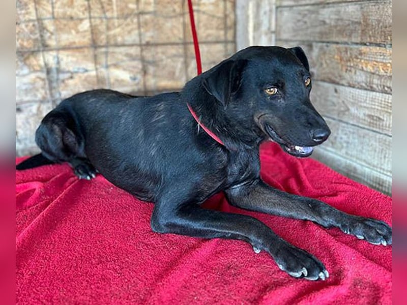 ❤️ liebenswerter LALI - 1,5 Jahre, 38/40cm-12kg  -Mischling