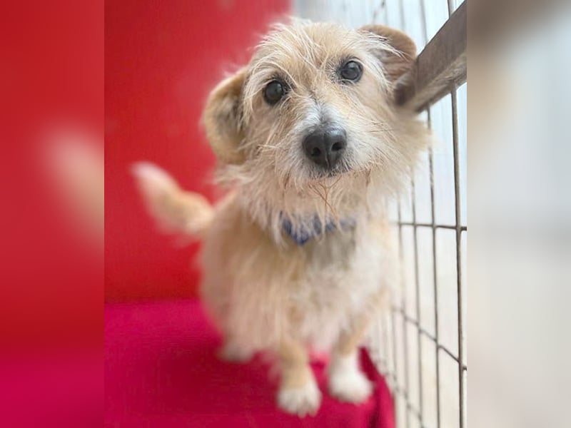 liebe kleine Struppi-Maus MOMO - 9 Jahre, 30cm/9kg