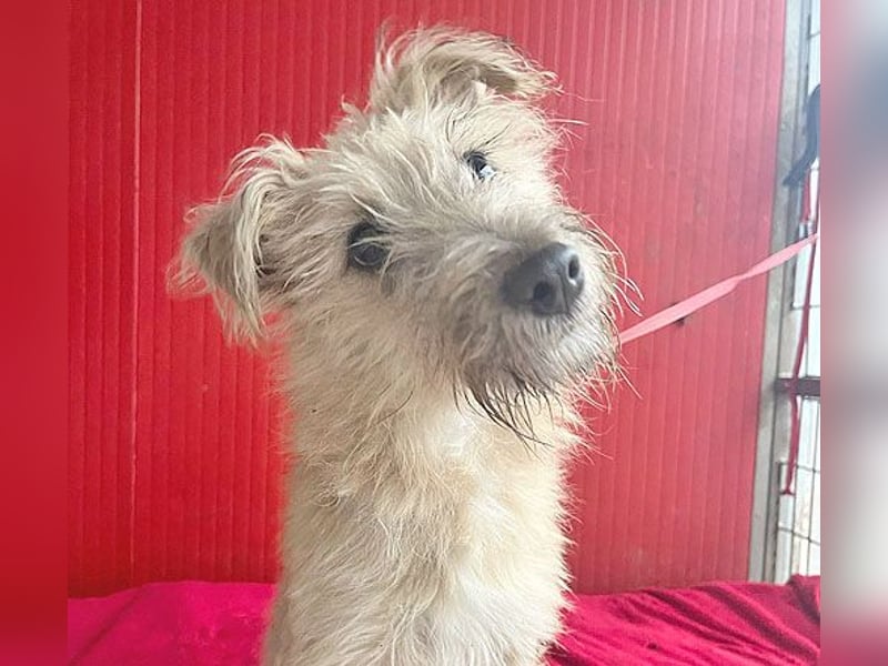 süße kleine MADDIE - 6 Monate, 35cm/6kg - Mischling