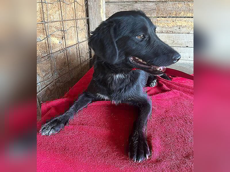 ❤️ liebenswerter LALI - 1,5 Jahre, 38/40cm-12kg  -Mischling