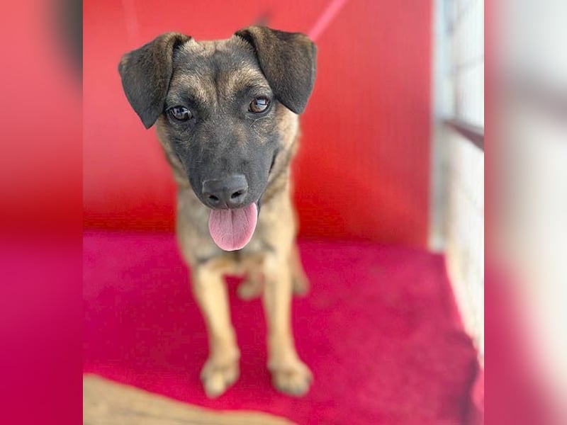 süßer Lausbub FILOU - 10 Monate, 40cm/10kg - Mischling