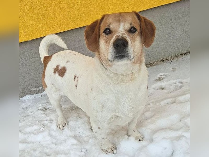 ❤️❤️❤️ knuffiger allerliebster MUFFIN - 4 Jahre, 37cm - Mischling