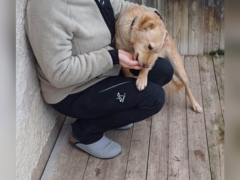 ❤️❤️❤️ liebenswerter FRENKI ging durch die Hölle - 3 Jahre, 42cm - Mischling