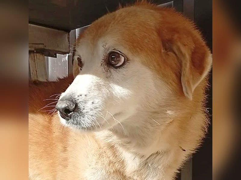 ZUCO - Engel auf 4 Pfoten - 13 Jahre, 40cm - Mischling