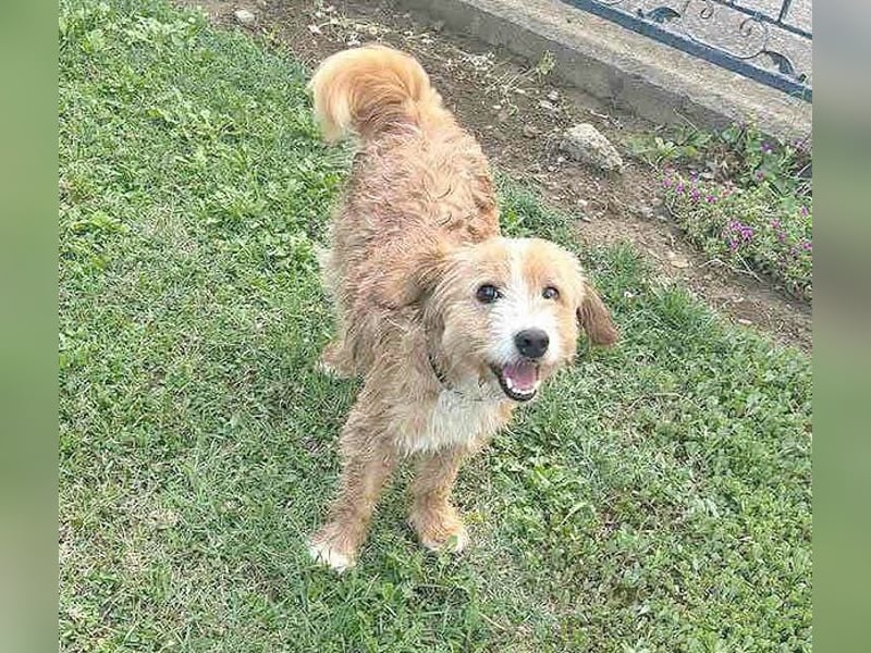 ❤️ kleiner Herzensbrecher TIMMY- 1,5 Jahre, 25cm/5,5kg - Mischling