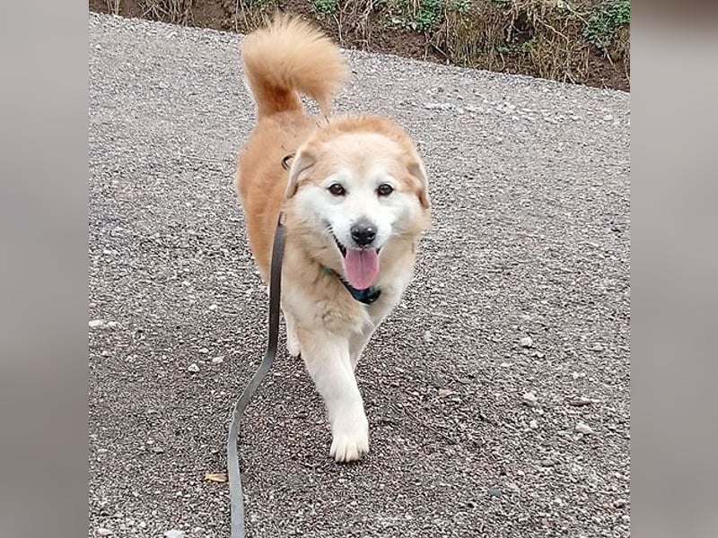 ZUCO - Engel auf 4 Pfoten - 13 Jahre, 40cm - Mischling