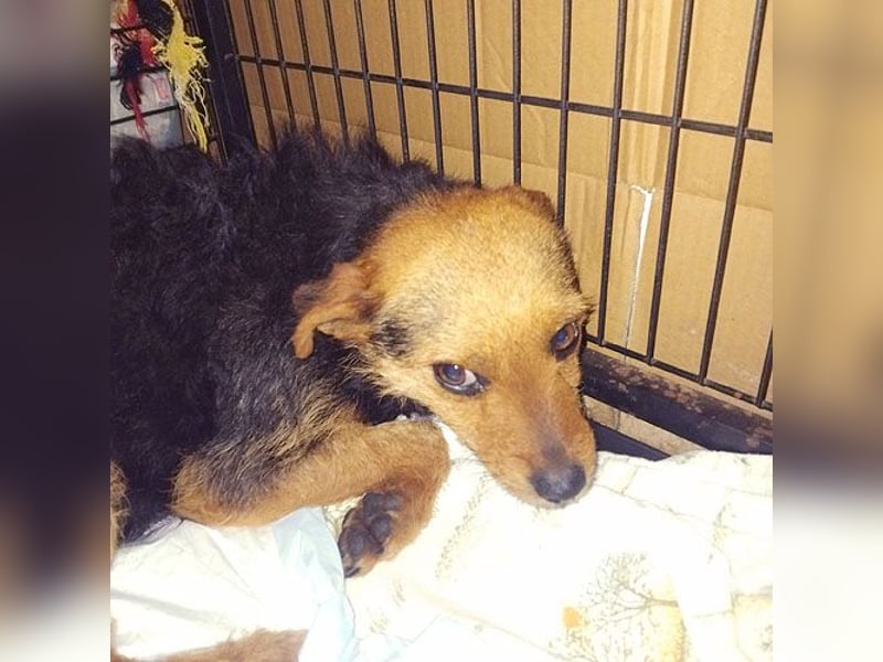 zarte kleine Hundeseele AUDREY - 1,5 Jahre, 35cm/7kg