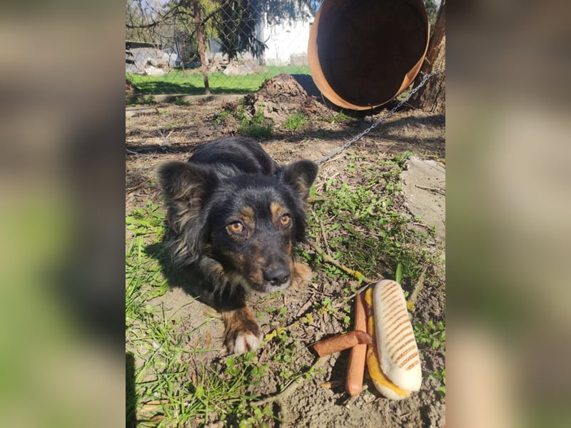 ❤️❤️❤️ liebenswerter kleiner BERRY - 2 Jahre, 32cm/13kg - Mischling