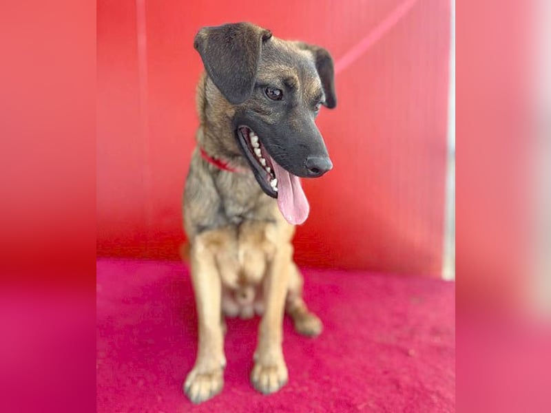 süßer Lausbub FILOU - 10 Monate, 40cm/10kg - Mischling