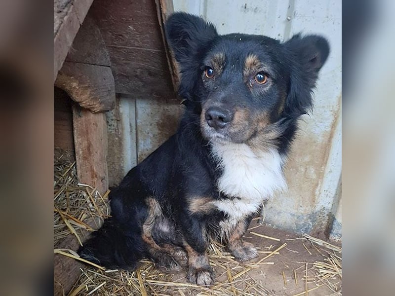 ❤️❤️❤️ liebenswerter kleiner BERRY - 2 Jahre, 32cm/13kg - Mischling