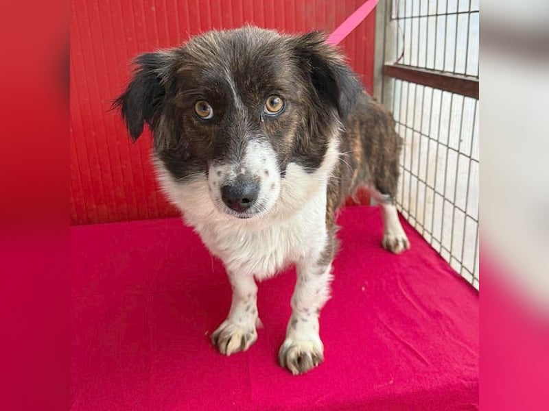 liebenswerter kleiner Schatz HEDI - 2 Jahre/35cm