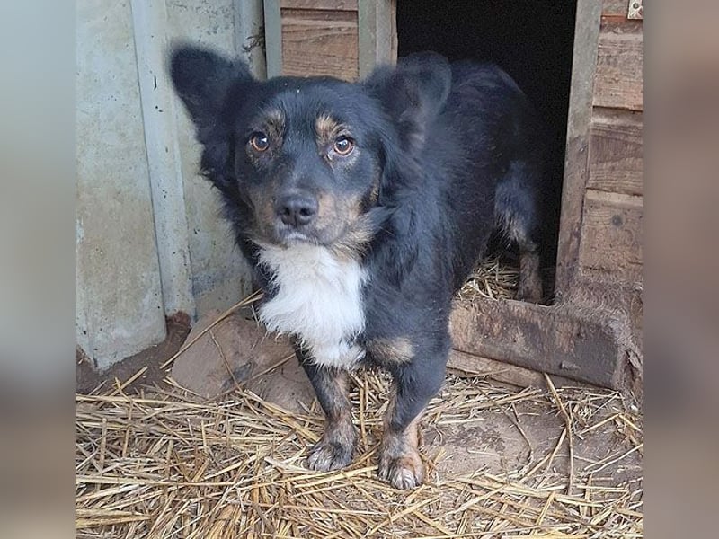 ❤️❤️❤️ liebenswerter kleiner BERRY - 2 Jahre, 32cm/13kg - Mischling