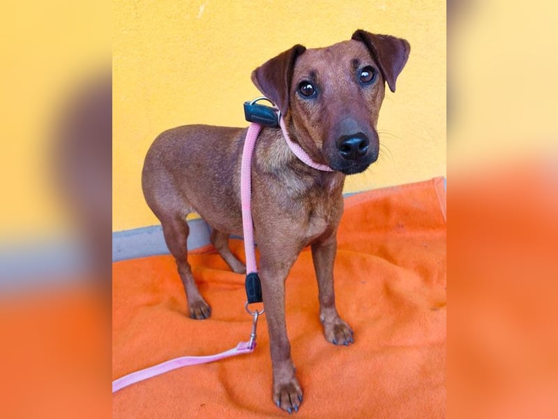 ❤️❤️❤️ ein warmes Nest für MIMI gesucht - 1,5 Jahre, 37cm/8kg - Pinscher-Mix