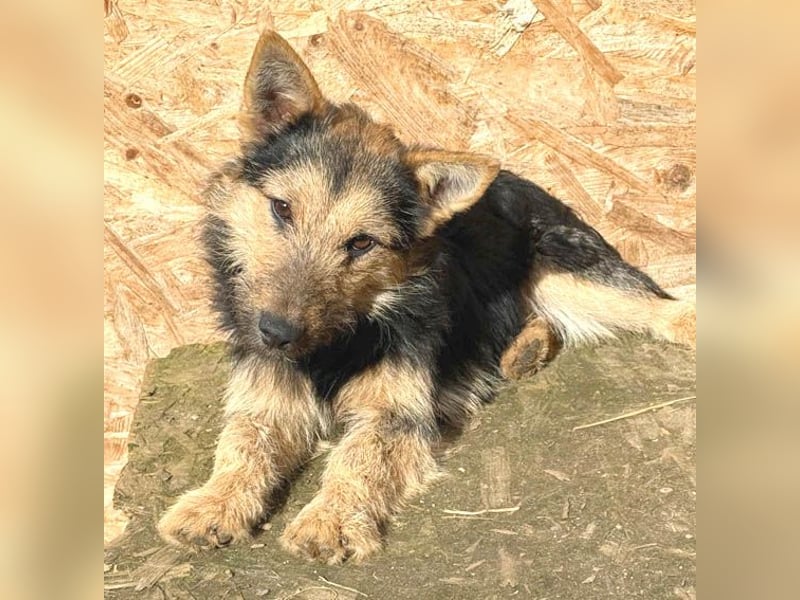 (R) ❤️❤️❤️ liebe kleine Knutschkugel FIFI - 2 Jahre, 35cm-10kg - Mischling