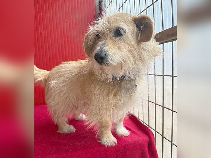 liebe kleine Struppi-Maus MOMO - 9 Jahre, 30cm/9kg