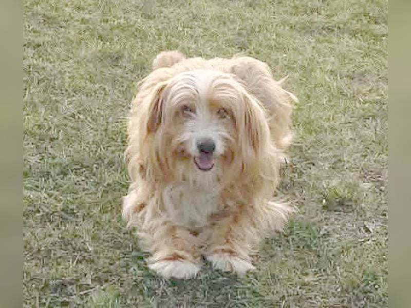 ❤️ kleiner Herzensbrecher TIMMY- 1,5 Jahre, 25cm/5,5kg - Mischling