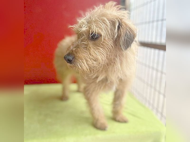 zarte Hundeseele BOGYI - 4 Jahre, 37cm/11kg - Struppi-Mix