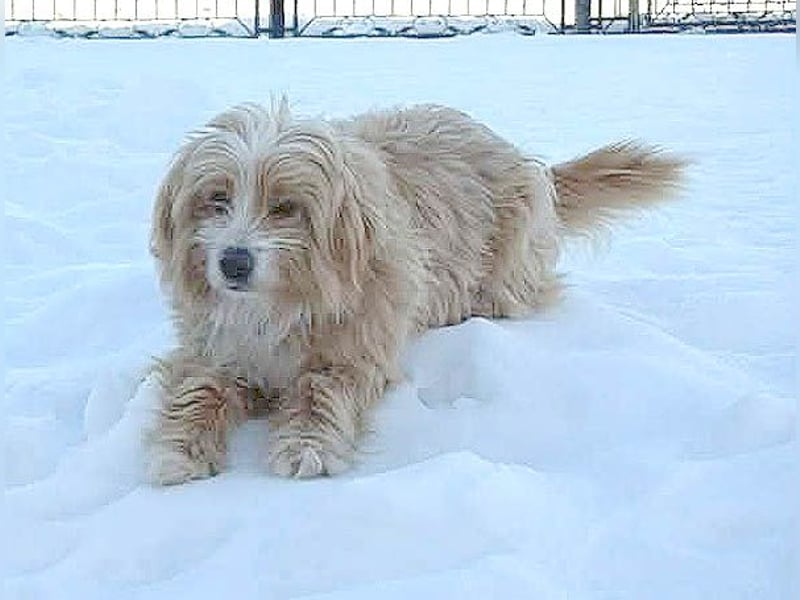 ❤️ kleiner Herzensbrecher TIMMY- 1,5 Jahre, 25cm/5,5kg - Mischling