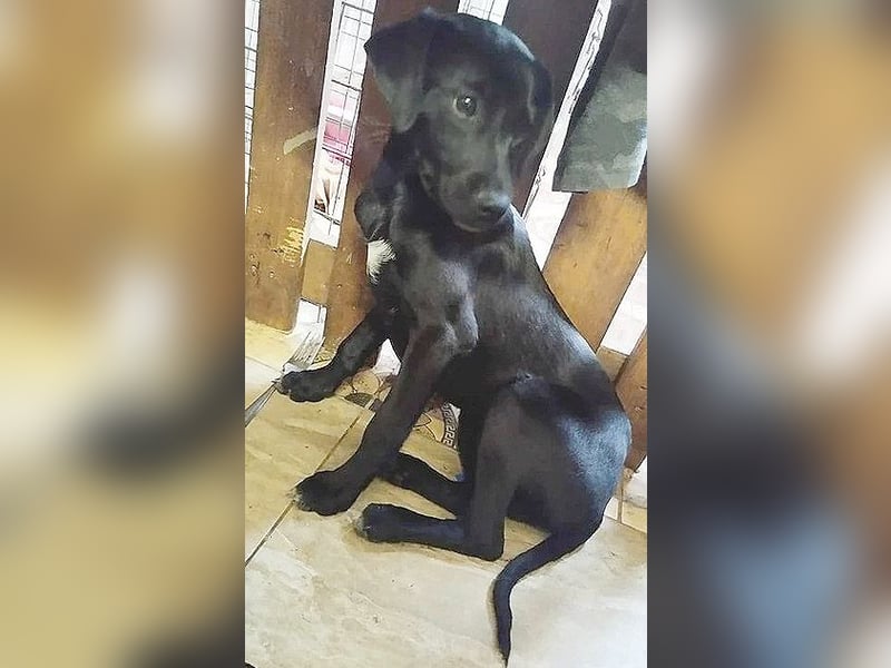 süßer MUFFIN - 6 Monate, 32cm/7kg - Typ Mini-Labrador