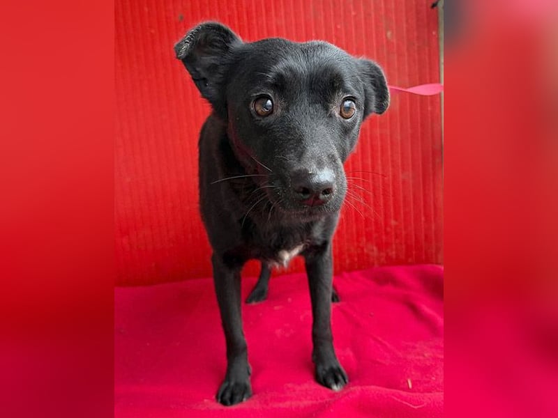 süße kleine RAVY - 7,5 Jahre, 39cm - Mischling