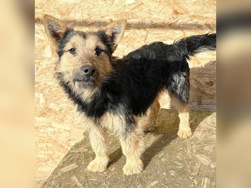 (R) ❤️❤️❤️ liebe kleine Knutschkugel FIFI - 2 Jahre, 35cm-10kg - Mischling