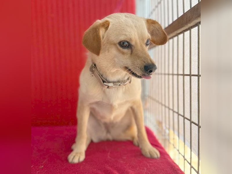 ❤️ zarte Hundeseele TILLY - 2 Jahre, 40cm/9kg - Mischling