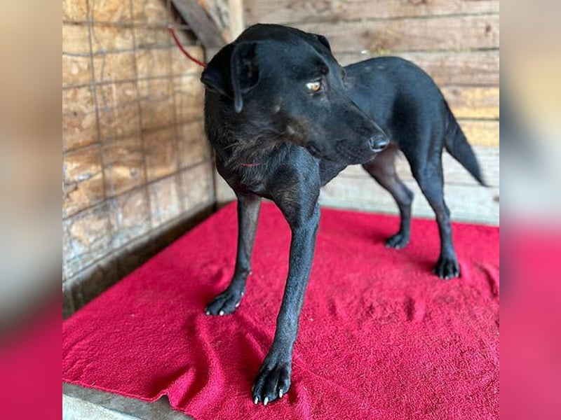 ❤️ liebenswerter LALI - 1,5 Jahre, 38/40cm-12kg  -Mischling