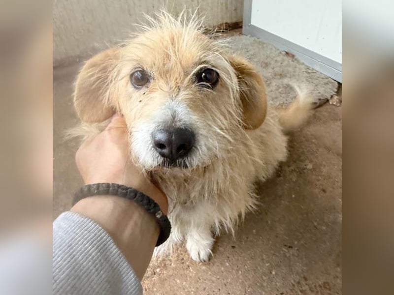 liebe kleine Struppi-Maus MOMO - 9 Jahre, 30cm/9kg