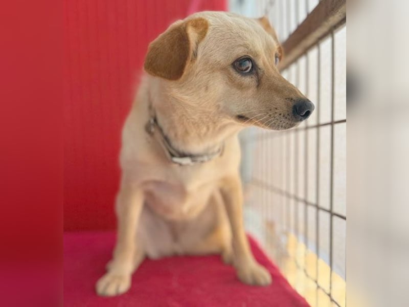 ❤️ zarte Hundeseele TILLY - 2 Jahre, 40cm/9kg - Mischling