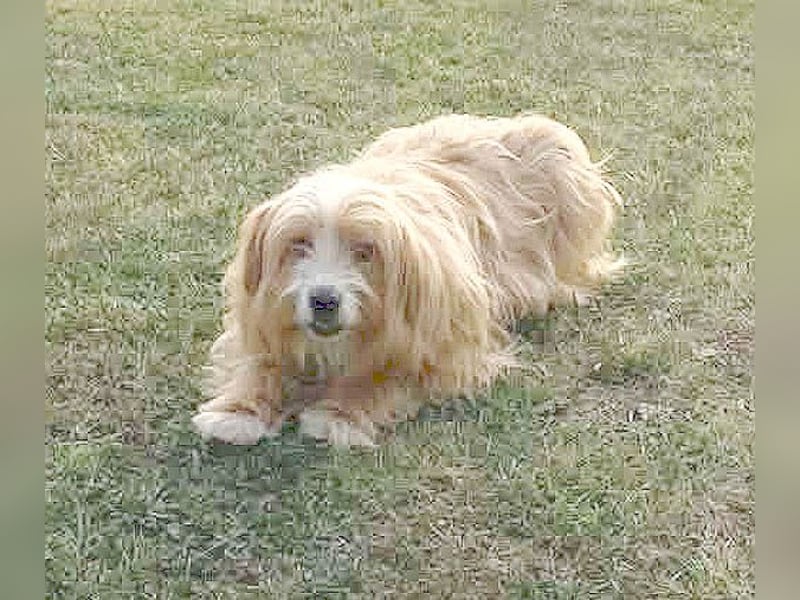 ❤️ kleiner Herzensbrecher TIMMY- 1,5 Jahre, 25cm/5,5kg - Mischling