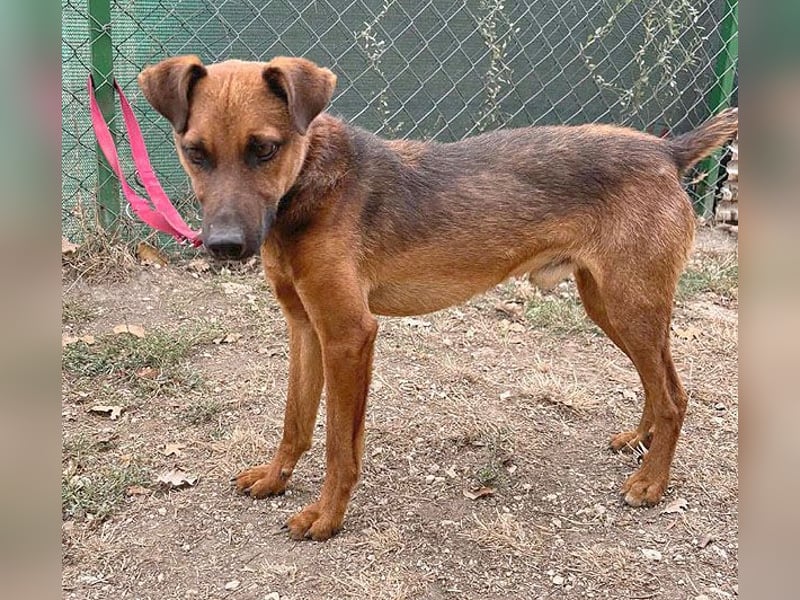 ❤️❤️❤️ kleiner Schatz BERTI - 1,5 Jahre, 38cm/10kg - Pinscher-Mix