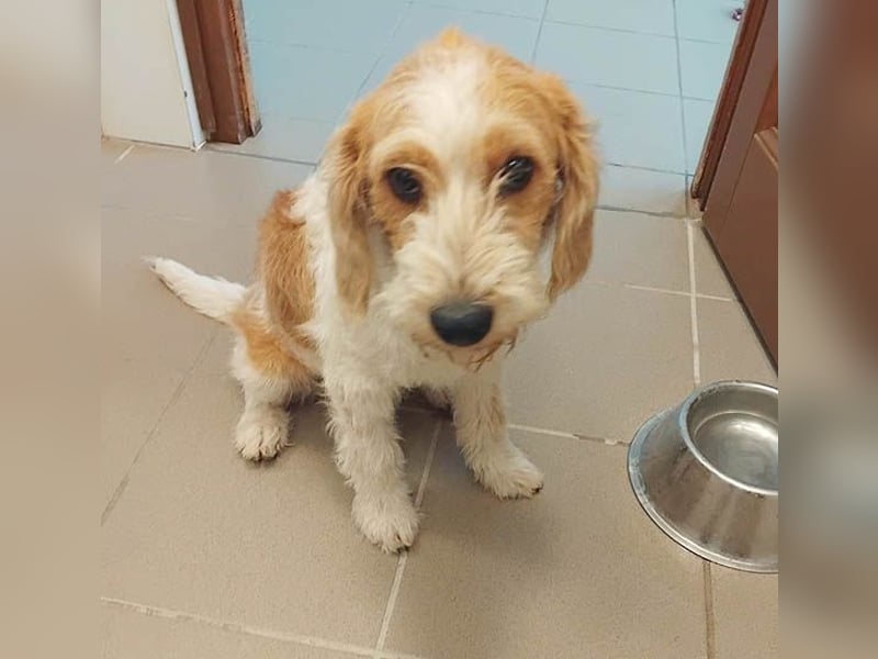 unwiderstehlicher COOPER - 7 Monate, 39cm/11kg - Spaniel/Havaneser?