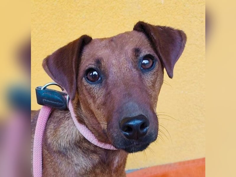 ❤️❤️❤️ ein warmes Nest für MIMI gesucht - 1,5 Jahre, 37cm/8kg - Pinscher-Mix