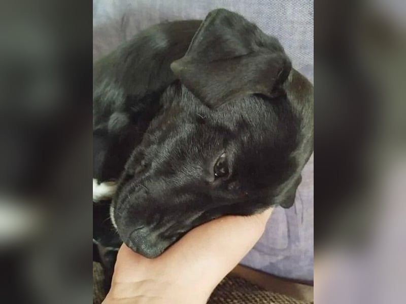 süßer MUFFIN - 6 Monate, 32cm/7kg - Typ Mini-Labrador