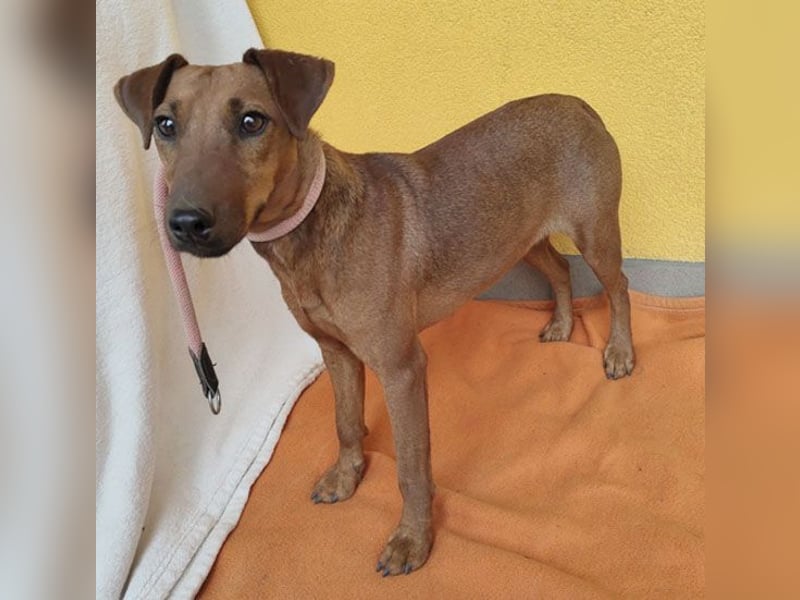 ❤️❤️❤️ ein warmes Nest für MIMI gesucht - 1,5 Jahre, 37cm/8kg - Pinscher-Mix