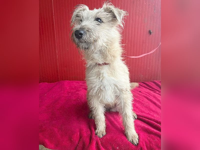 süße kleine MADDIE - 6 Monate, 35cm/6kg - Mischling