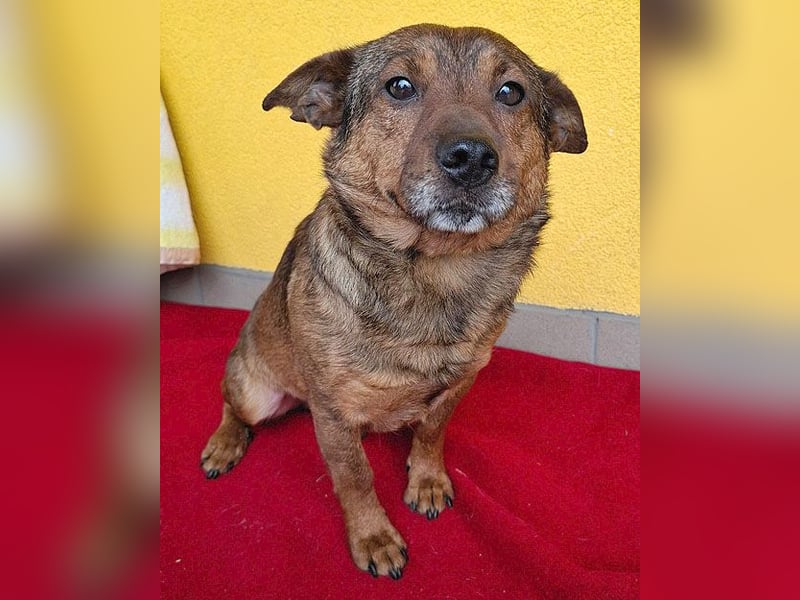 ❤️❤️❤️ arme Hundeseele BOBBY - 5 ,5 Jahre, 36cm/12kg - kl. Mischling