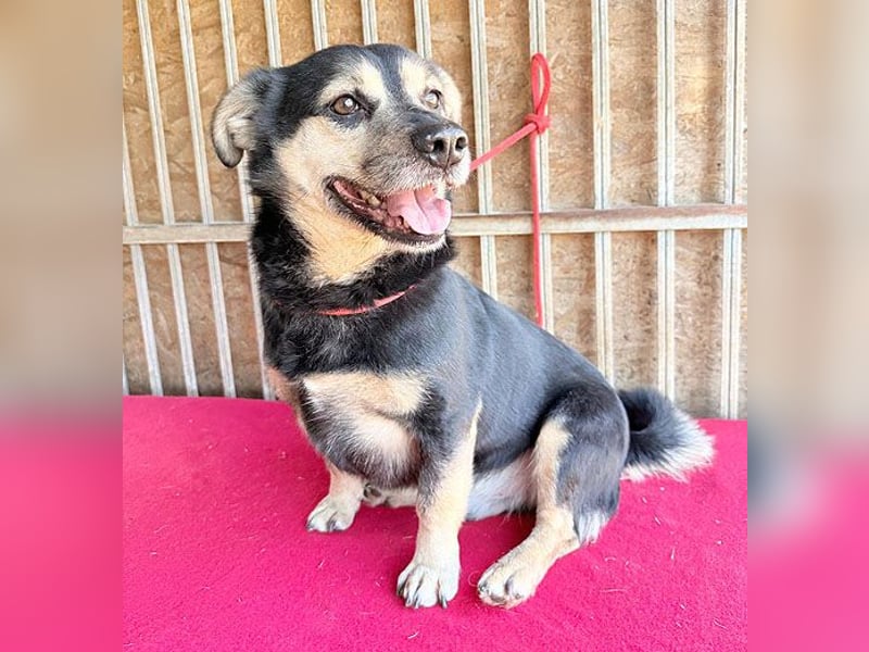 ❤️❤️❤️ kleine Hundeseele RAFFY - 8 Jahre, 36cm/12kg - Mischling