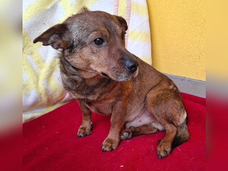 ❤️❤️❤️ arme Hundeseele BOBBY - 5 ,5 Jahre, 36cm/12kg - kl. Mischling