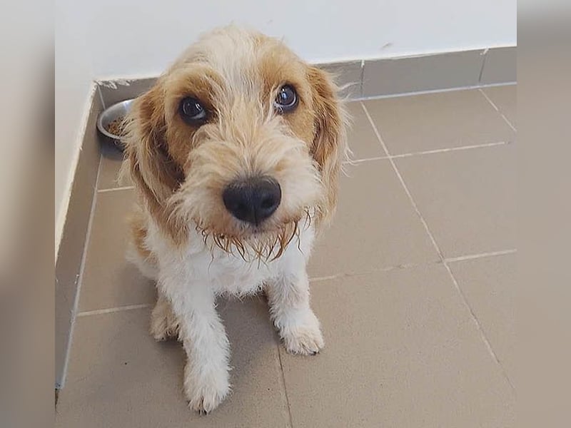 unwiderstehlicher COOPER - 7 Monate, 39cm/11kg - Spaniel/Havaneser?