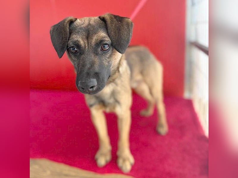 süßer Lausbub FILOU - 10 Monate, 40cm/10kg - Mischling