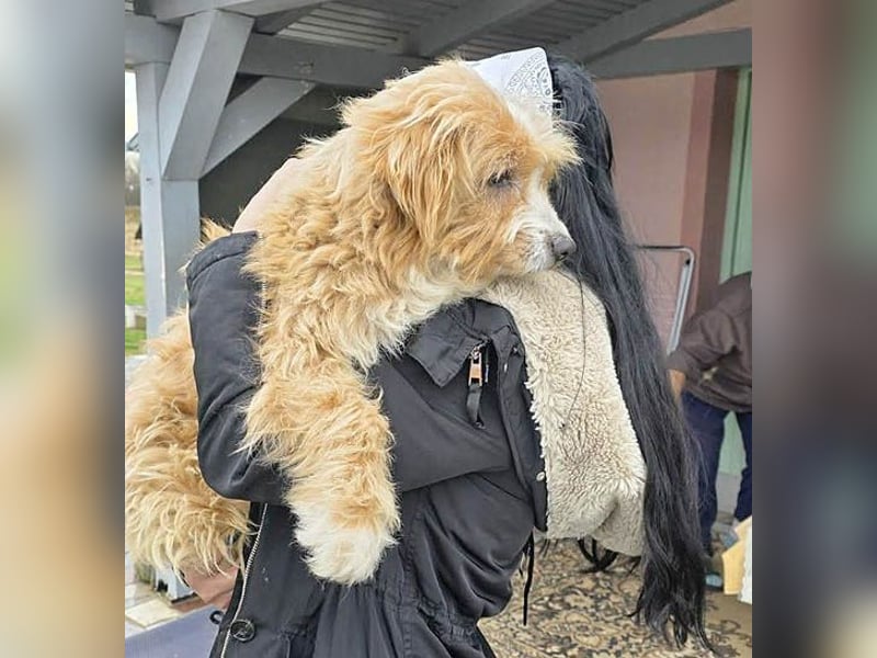 ❤️ kleiner Herzensbrecher TIMMY- 1,5 Jahre, 25cm/5,5kg - Mischling