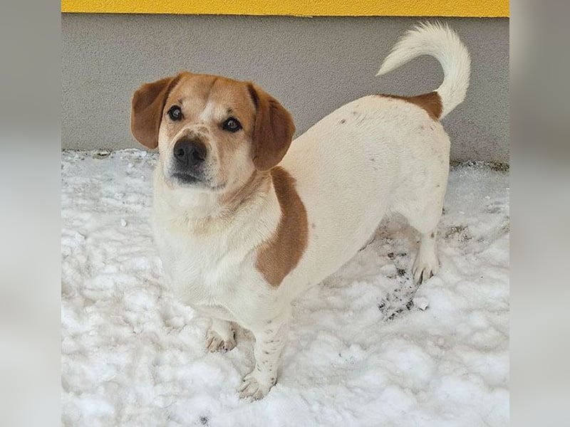 ❤️❤️❤️ knuffiger allerliebster MUFFIN - 4 Jahre, 37cm - Mischling