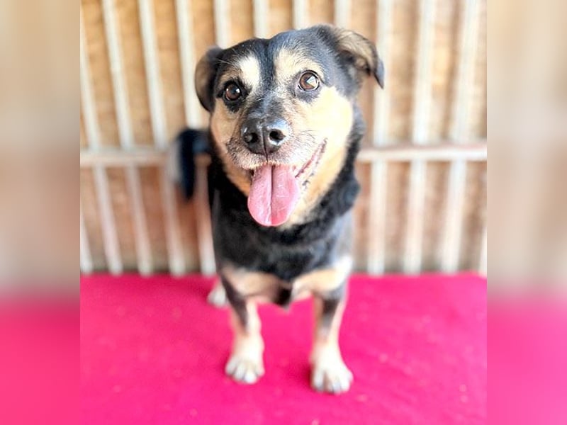 ❤️❤️❤️ kleine Hundeseele RAFFY - 8 Jahre, 36cm/12kg - Mischling